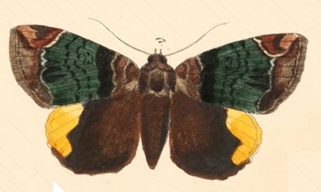 Achaea radama